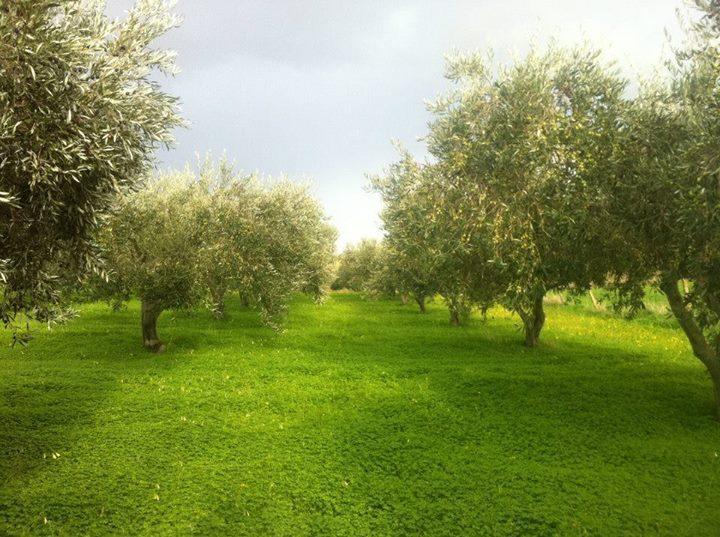 Agriturismo Ridocco Κορλεόνε Εξωτερικό φωτογραφία